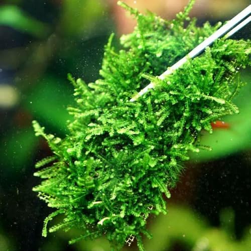 LINLAN 24 Pieces 3.1X3.1in (8X8cm) Aquarium Moss Mesh, 304 Stainless Steel Aquatic Moss Wall, Easy to Cut, for Fixing and Propagating Aquatic Mosses, DIY Aquarium Filtration, and Aquascaping - size: 24 PCS