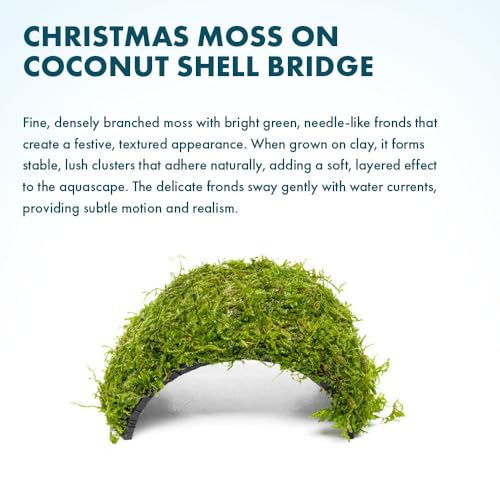 SubstrateSource Live Planted Decor - Christmas Moss (Vesicularia montagnei) on Coconut Shell Bridge - Low Light, Green Freshwater Aquatic Plant, Foreground Aquarium Placement for Aquascaping - 1 Pack - color: Christmas Moss on Bridge, size: Bridge