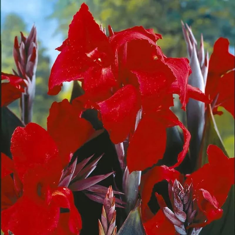 Canna 'Compact Australia', a Great Live Pond Plant for Your Water Garden. Filters The koi and Goldfish Pond. Good for Bogs, Plant Shelf or Shallow Water This marginal Aquatic is a Real Beauty - color: Canna 'Compact Australia'