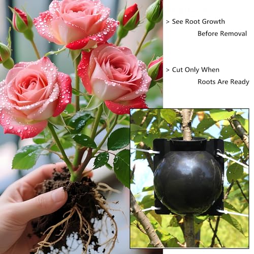 Tree Root Growing Box – Air Layering Propagation Pods for Woody Plants, Reusable Transparent Rooting Device for Magnolia, Fig, Citrus & Roses (10pcs Small, 3–9mm Branches) - color: Black-s-10pack