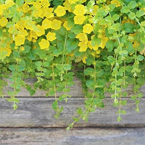 Chalily Creeping Jenny 'Golden', a Great Live Pond Plant for Your Water Garden. Filters koi and Goldfish Ponds. Good for Bogs, Plant Shelf or Shallow Water This marginal Aquatic is a Real Beauty - color: Creeping Jenny 'Golden'