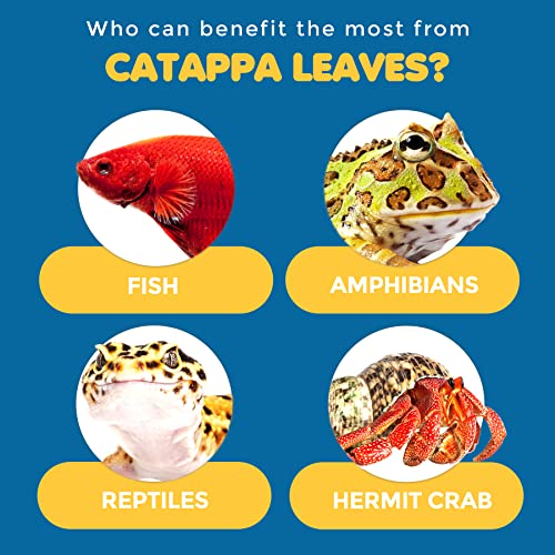 SunGrow 100 Pcs Mini Catappa Indian Almond Leaves for Betta Fish Aquarium, Shrimp, Frogs, Improves Habitat, Gives Tea Color, Helps in Lowering Aquarium Water pH, Improves Immunity