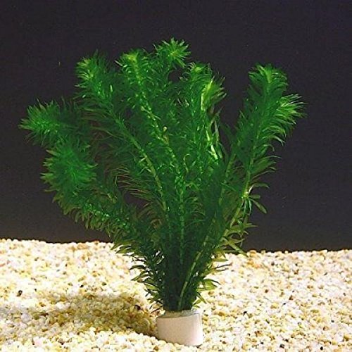 Planterest Anacharis Egeria Elodea Densa Beginner Tropical Live Aquarium Plants Java Moss
