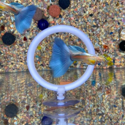 Beta Fish Aquariums Toys Set, 2 Training Rings and 1 Fish Mirror with Floating Ball, Plastic Aquarium Accessories for Fish Enrichment