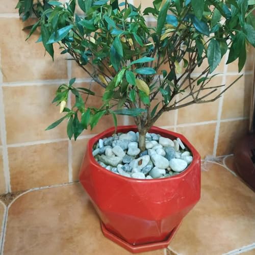 5LB Succulent Jade Pebbles for Indoor Plants, 1.2-2 Inch Natural Decorative Polished Stones, River Rocks for Vase, Flowerpot Decoration, Indoor Decoration,Landscaping and Garden Decoration - size: 5LB, style: Jade