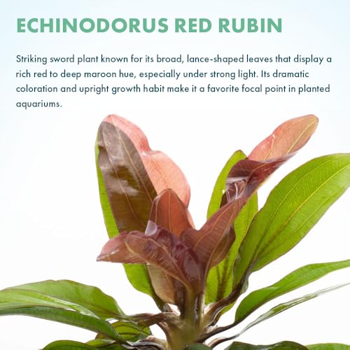SubstrateSource Live Plants - Echinodorus ‘Red Rubin’ (Echinodorus sp.) - Medium to High Light, Red Green, Midground to Background, Freshwater Aquascaping Aquatic Plant - Pot - color: Ech. Red Rubin, size: 1 Pot