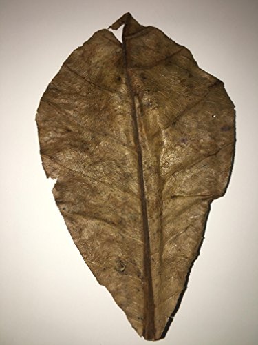 Awesome Aquatics Betta/Shrimp Leaves 5 Premium Catappa Indian Almond Leaves Natural Habitat Tannin Producing Improves Immunity, Easy to USE