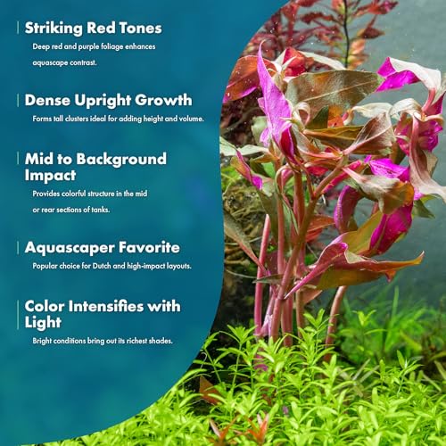 SubstrateSource Live Aquarium Red Stem Plants - Freshwater Aquatic Plant for Fish Tanks, Aquascaping - (Alternanthera Reineckii Rosaefolia, 1 Bunch) - color: Alternanthera Reineckii Rosaefolia, size: Lead Bunch - 1 Pack