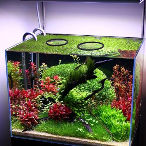 PAGOW 10pcs Fish Feeding Rings Set, 5 Sizes Round Floating Aquarium Plant Corral, Fish Tank Aquarium Accessories for Betta (Black)