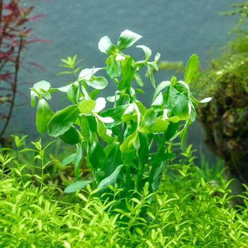 SubstrateSource Live Aquarium Stem Plants - Freshwater Aquatic Plant for Fish Tanks, Aquascaping - (Moneywort Bacopa Monnieri, 1 Bunch) - color: Bacopa Monnieri, size: Lead Bunch - 1 Pack