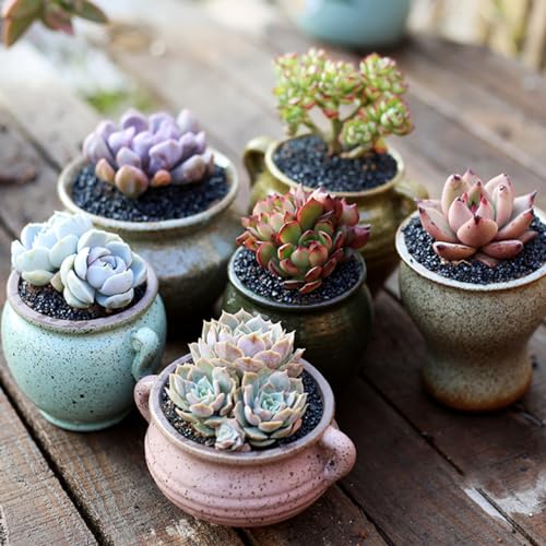 TOYPOPOR 6lb Succulents and Cactus Black Sand, Décor & Additive Tiny Stones, DIY Rocks Gravel, Decorative Pebbles for Bonsai, Fairy Gardening, Terrarium, Vases Fillers, Top Dressing - color: Colored Galaxy, size: 6 lb