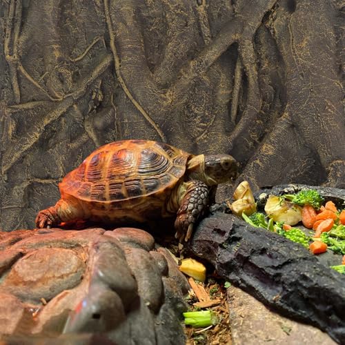 balacoo 3D Foam Rock Reptile Background Aquarium Background Rain Forest Tree Roots Fish Tank Decorations (Brown)