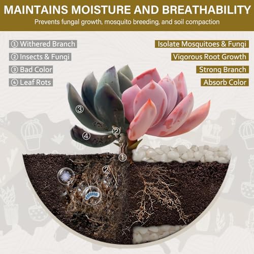 3 lbs Pebbles for Indoor Plants, 3/8 Inch Pea Gravel for Fish Tank, Polished Decorative Rocks for Succulent, Natural River Stones for Vases, Cactus, Landscaping, Bird Bath, Aquarium, White - color: White, size: 3 Lb
