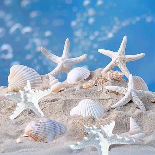 HappyFiller 14 PCS White Natural Scallop SeaShells Decorative Starfish Brown Sea Shells for Crafts,DIY Painting Projects,Coastal Beach Theme Decor,Wedding,Home Wall Decorations,Vase Fillers,2-3 Inches - color: White/Brown