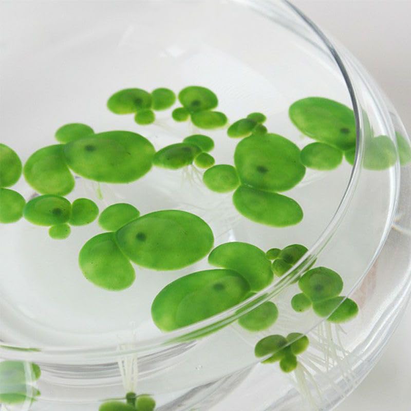 54 Pack Floating Aquarium Plants Artificial Plastic Fake Duckweed Simulation (3 Size)
