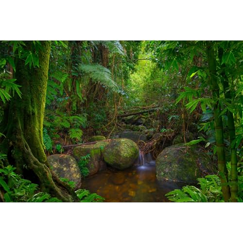 Forest Aquarium Background Jungle Rainforest Stream Terrarium Background Lush Green Trees with Moss Fish Tank Background Forest Stream Rock Reptile Habitat Background Poster Vinyl 24x12in - color: Tropical Tree Green, size: 24(W)x12(H)in