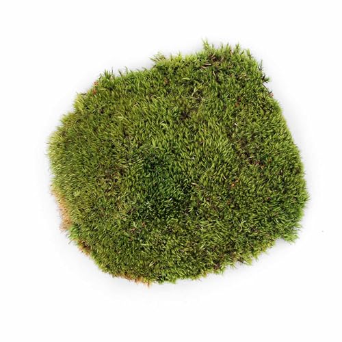 Galapagos (05251 Royal Pillow Moss High Absorbency Terrarium Decor Ideal for Amphibians & Reptiles, 150 Cubic Inc (Approx. 4 oz), Green