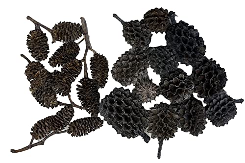Alder & Casuarina Cones Betta Shrimp Tank Promotes Natural Habitat, Breeding, Tannin Producing Improves Immunity, Easy to Use, by Awesome Aquatic (24-12 ea Alder/Casuarina) - size: 24-12 ea Alder/Casuarina