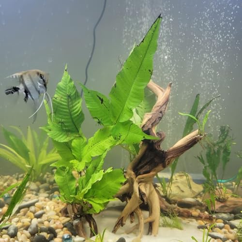 3 Pcs Natural Spiderwood for Aquarium, Aquarium Driftwood Freshwater 10-12 Inch, Assorted Size Spider Wood, Twisted Branches for Fishtank Accessories, Reptile Terrariums Decorations - color: 3 PackSpiderwood 10-12in