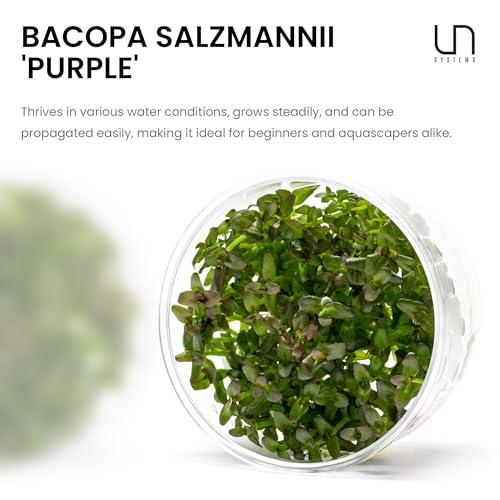 Ultum Nature Systems Live Tissue Culture - Purple Bacopa (Bacopa salzmannii) - Moderate - Moderate to High Light - Purple and Violet Accent - Midground - 100% Snail Free Grown in-Vitro - Regular Cup - color: Bacopa Salzmannii 'Purple'