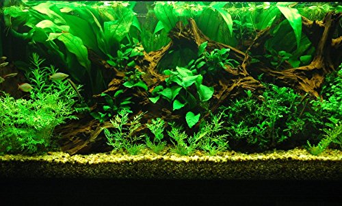 Microsorum Pteropus Windelov Java Fern Lace Potted Freshwater Live Aquarium Plants Decoration Fish Tank by greenpro