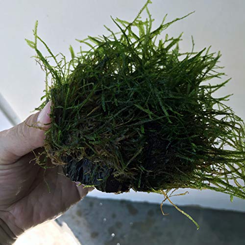 Live Plants on Driftwood | Aquatic Plants for Aquariums and Vivariums (Java Moss on Driftwood) - style: Java Moss on driftwood