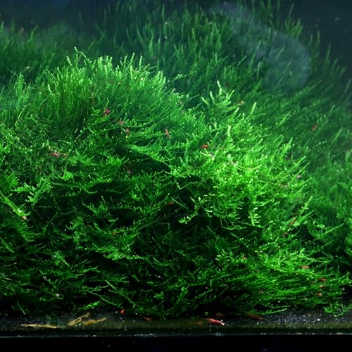 Christmas Moss on Natural Cholla Wood 6 Inches Perfect for Aquascaping, Shrimp Tanks, Nano Tanks, and Fish Tanks Low Light Freshwater Live Moss for Decorations and Breeding