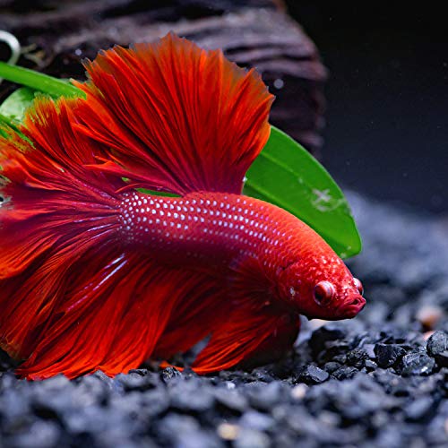 Boao 4 Pieces Betta Fish Tank Accessories Betta Leaf Hammock Pad Simulating The Natural Habitat for Tank Aquarium Spawning Grounds Breeding Resting Bed(Single Leaf) - style: Single Leaf