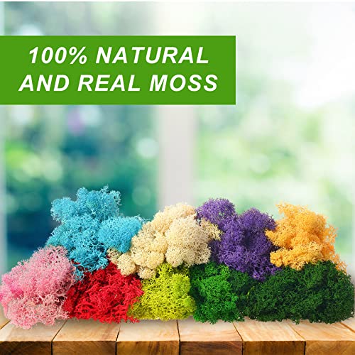 Canlierr 7 Oz Colored Fake Moss Preserved for Crafts Artificial Decorative Moss Faux Garden Dried Floral Forest for Terrariums Wall Decor Fairy Gardens Wedding Floral Project(Mixed Color)