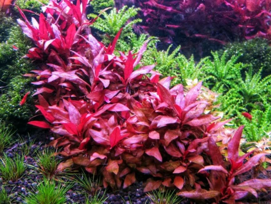Tissue Culture Live Aquarium Plants | in Vitro Freshwater Aquatic Plants for Small Aquariums and Foreground (Alternanthera Reineckii) - style: Alternanthera Reineckii