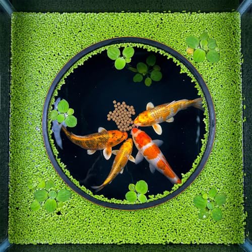 JJUNW 10 Pcs Fish Feeding Rings Set, Floating Aquarium Plant Corral, Round & Square Fish Feeder Rings Fish Tank Aquarium Accessories for Betta (Black)