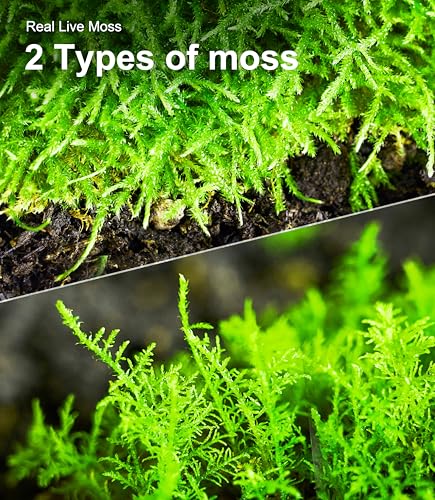 Live Moss Duo Pack 2 Types of Real Live Sheet/Sphagnum Moss for Terrariums, Terrarium Mosses Landscaping, Reptile Tank Accessories, Snake & Gecko Humidity Substrate Mosses for Crafts & Plant Décor
