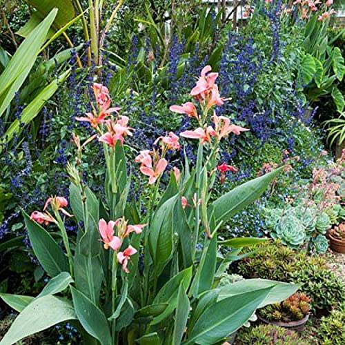 Chalily Canna 'Pink Erebus', a Great Live Pond Plant for Your Water Garden. Filters koi and Goldfish Ponds. Good for Bogs, Plant Shelf or Shallow Water This marginal Aquatic is a Real Beauty - color: Canna 'Pink Erebus'