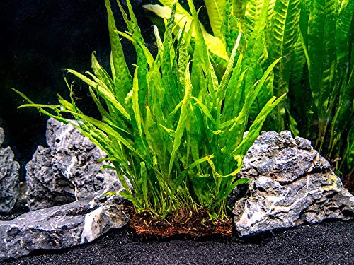 Java Fern Planted on plate - Easy Low Light Aquatic Plant