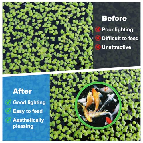 PAGOW 10pcs Fish Feeding Rings Set, Floating Aquarium Plant Corral, Round Fish Feeder Rings for Fish Tank, Floating Plant Ring, Fish Tank Aquarium Accessories for Betta (Green) - color: Green(round)