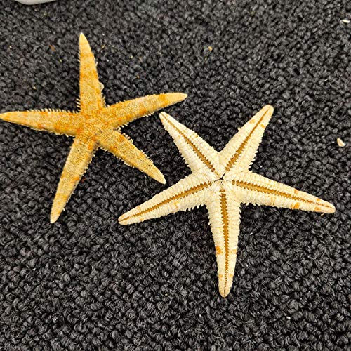 12 Extra Large Size Starfish - Tan Flat Sea Stars (3.3" - 4.3" / 85-110 mm), Beach Crafts, Wedding Invitations