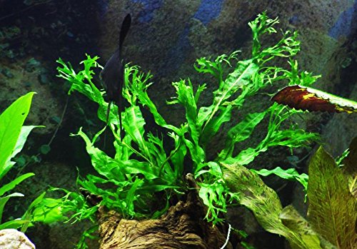 Microsorum Pteropus Windelov Java Fern Lace Potted Freshwater Live Aquarium Plants Decoration Fish Tank by greenpro
