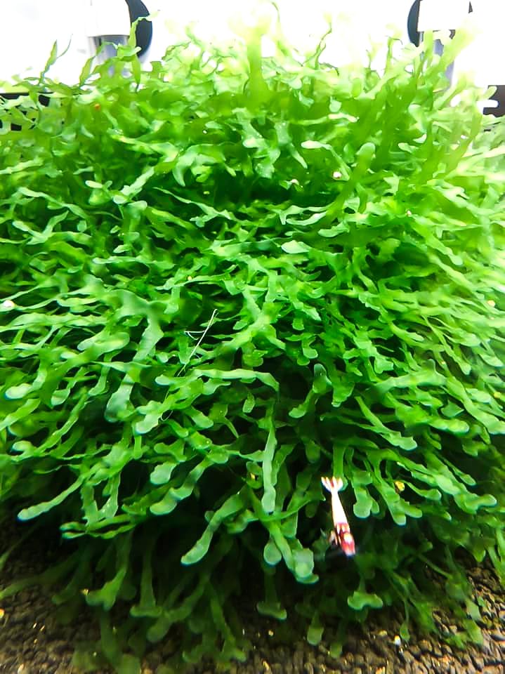 Enchanting Aquatic Moss Collection: Create a Lush Underwater Landscape with Easy-Care Varieties - Perfect for Aquarium Décor and Aquascaping (2 Subwassertang Moss - Golfball Size) - style: 2 Subwassertang Moss - Golfball Size