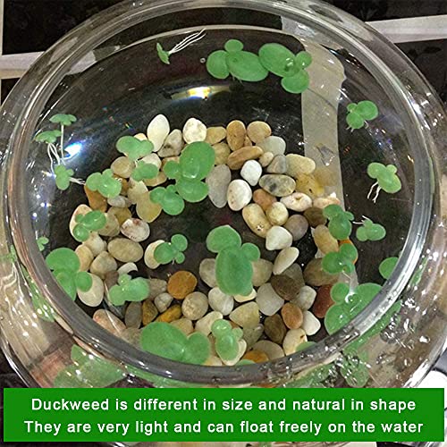 36pcs Mini Fake Duckweed, Artificial Floating Duckweed, Plastic Aquarium Simulation Floating Plants for Fish Tank Aquariums Decor,W1xH2