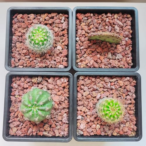 YISZM Red Horticultural Lava Rocks for Plants, 10 lb Succulents Cactus Bonsai Soil Lava Rocks for Aquarium Outdoor Decorative Stones for Craft Projects, Vase Fillers - color: Red Lava Rock, size: 10 Pounds