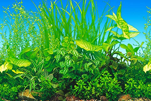 ELEBOX New 23" x 71" Fish Tank Background Paper Wallpaper 2 Sided Colorful Seaweed Water Plants Aquarium Background Picture - color: Coral Reef, size: H:23.4"x L:71.7"