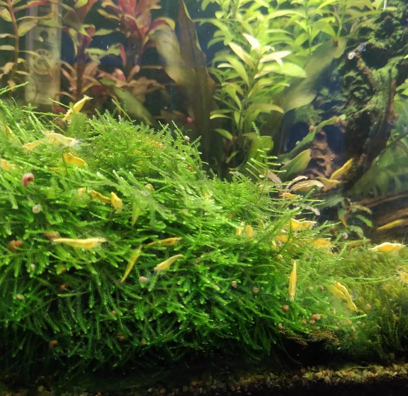 Java Moss Freshwater Live Aquarium Plants on Coconut Shell Driftwood Bridge Perfect for Fish Tank Decoration