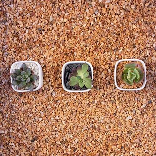 3lb Cactus Pea Gravel Rocks,1/5 Inch Pebbles for Indoor Plants, Natural Succulent Rock and River Rocks Decorative for Aquariums, Vases, Terrarium, Outdoor Gardening, Top Dressing for Potted Plants - color: Mixed Colorful, size: 3LB