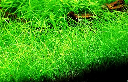 Dwarf Hairgrass Live Aquarium Plants Tissue Culture Cup Freshwater Fish Tank Decorations