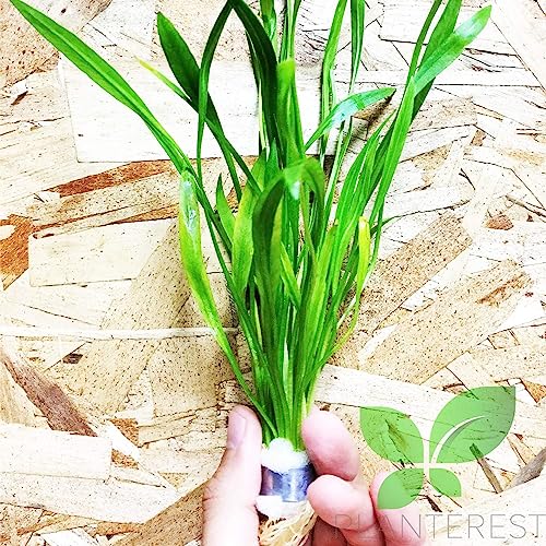 Echinodorus Xingu Bunch Background Easy Live Aquarium Plant Decorations BUY2GET1FREE