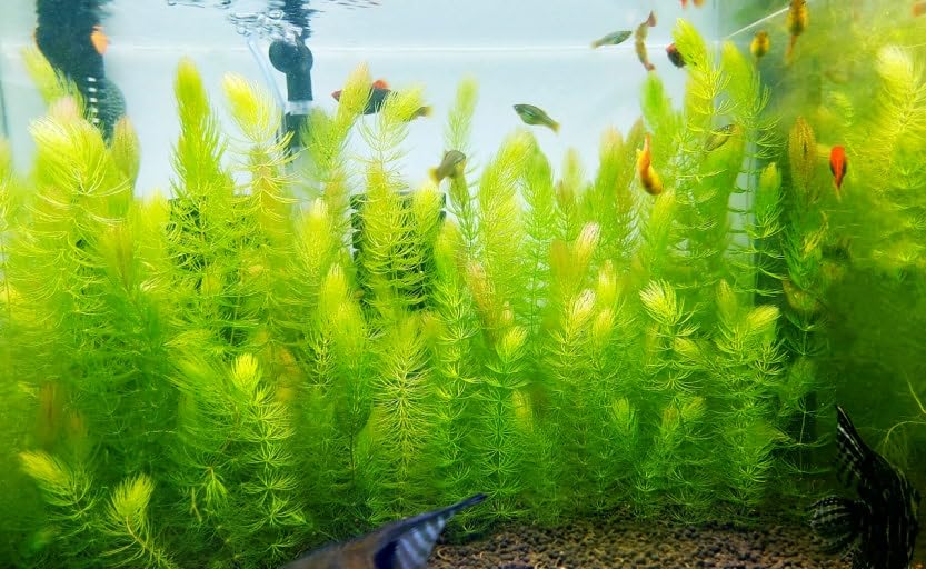 Swimming Creatures™ Live Aquarium Plants (1 X-Large Bunch Hornwort) - color: 1 X-Large Bunch Hornwort