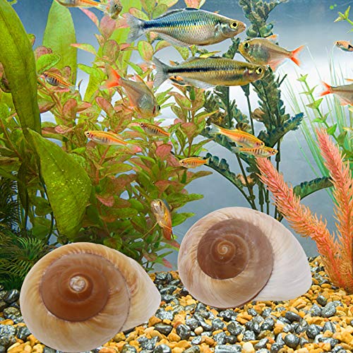 4 Pack Large Hermit Crab Shells, Muffin Snail, Turbo, Giant Land Snail | Hermit Crab House for Fish Tank Aquarium Decoration, Beach Home Decor, Wedding Centerpieces, 2.75"-3"