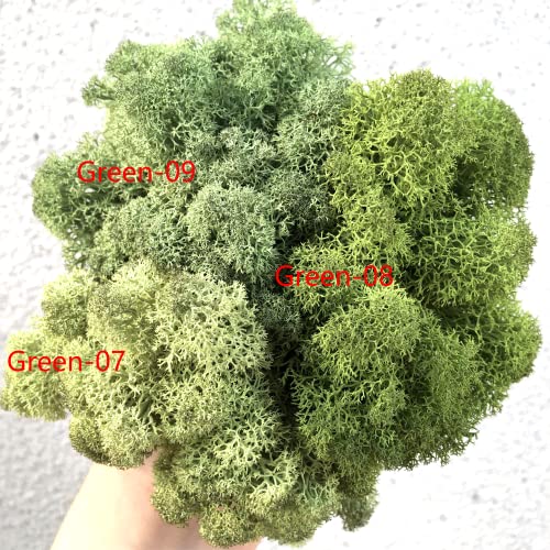 Preserved Reindeer Moss Natural Green DIY Kit Gardenning Art Wall Decor Florist Decor Easter Table Decor Wedding - color: Green-07, size: 0.85 lb