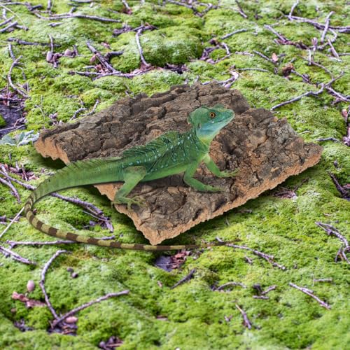 SOIMISS 5 Pcs Reptile Cork Bark Background for Terrarium Natural Tree Bark Hideout and Climbing Wall Vivarium Decor for Gecko Bearded Dragon Turtle and Lizard Tanks