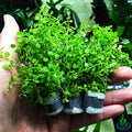 Micranthemum Monte Carlo 3-Bunch Freshwater Live Aquarium Plants Carpet Tank Decoration